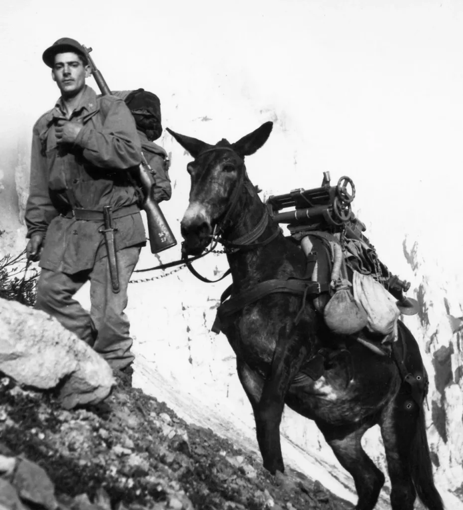 Foto di un mulo scudela o mulo scodela. Foto di un Alpino con mulo sulla montagna.