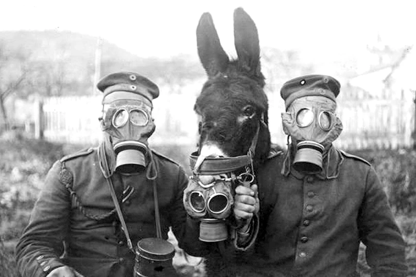 Foto di mulo con Alpini durante la guerra.